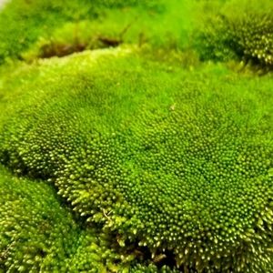 Live Moss for Fairy Gardens 3 Gallon Bags